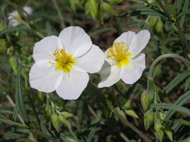 Helianthemum apenninum / Eliantemo degli Appennini